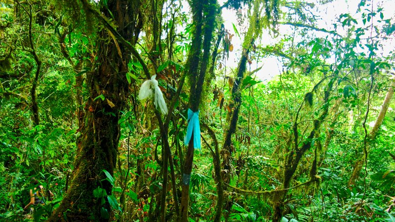 Plastic rags indicating the way