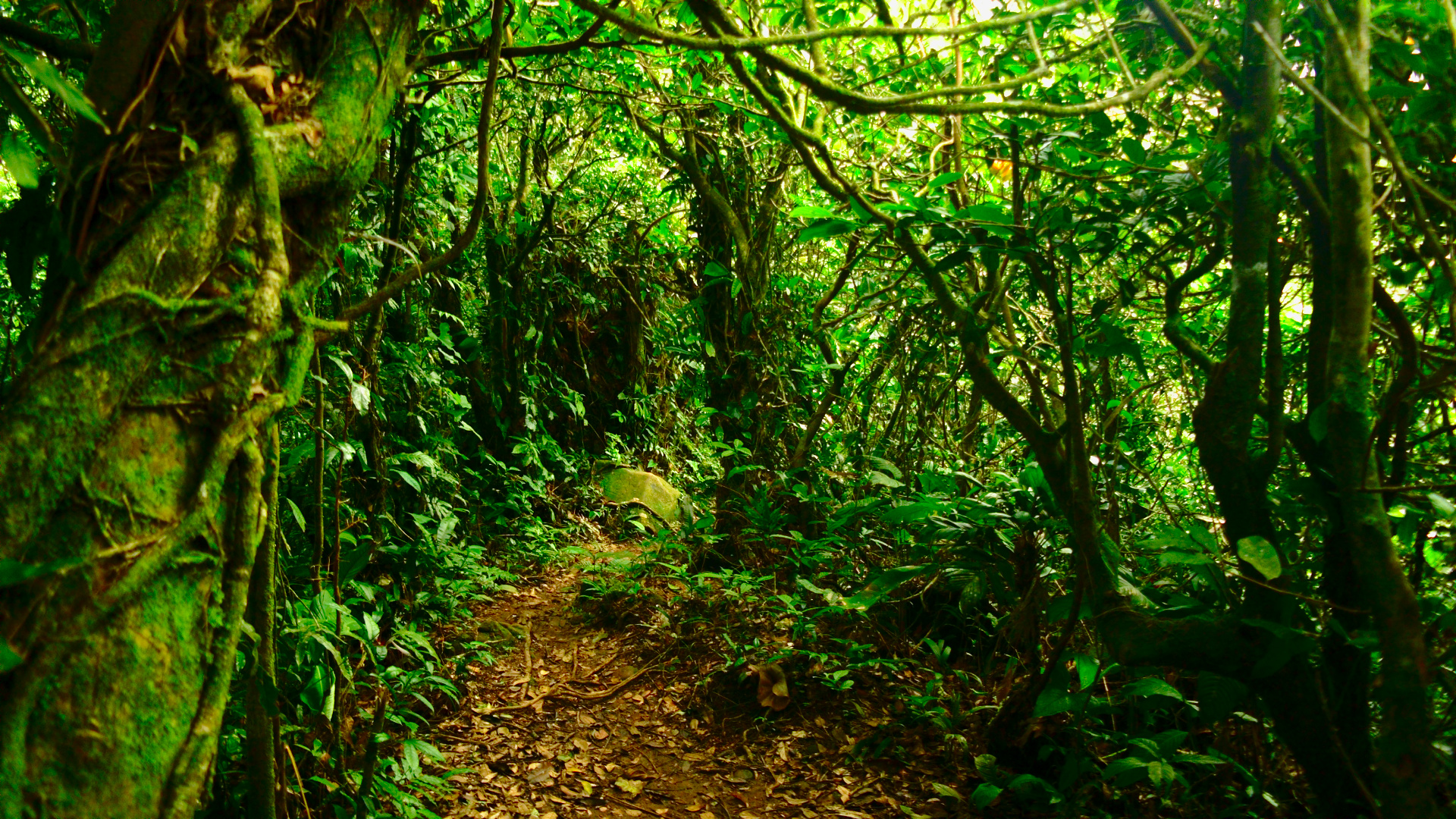 A hiking path in the jungle