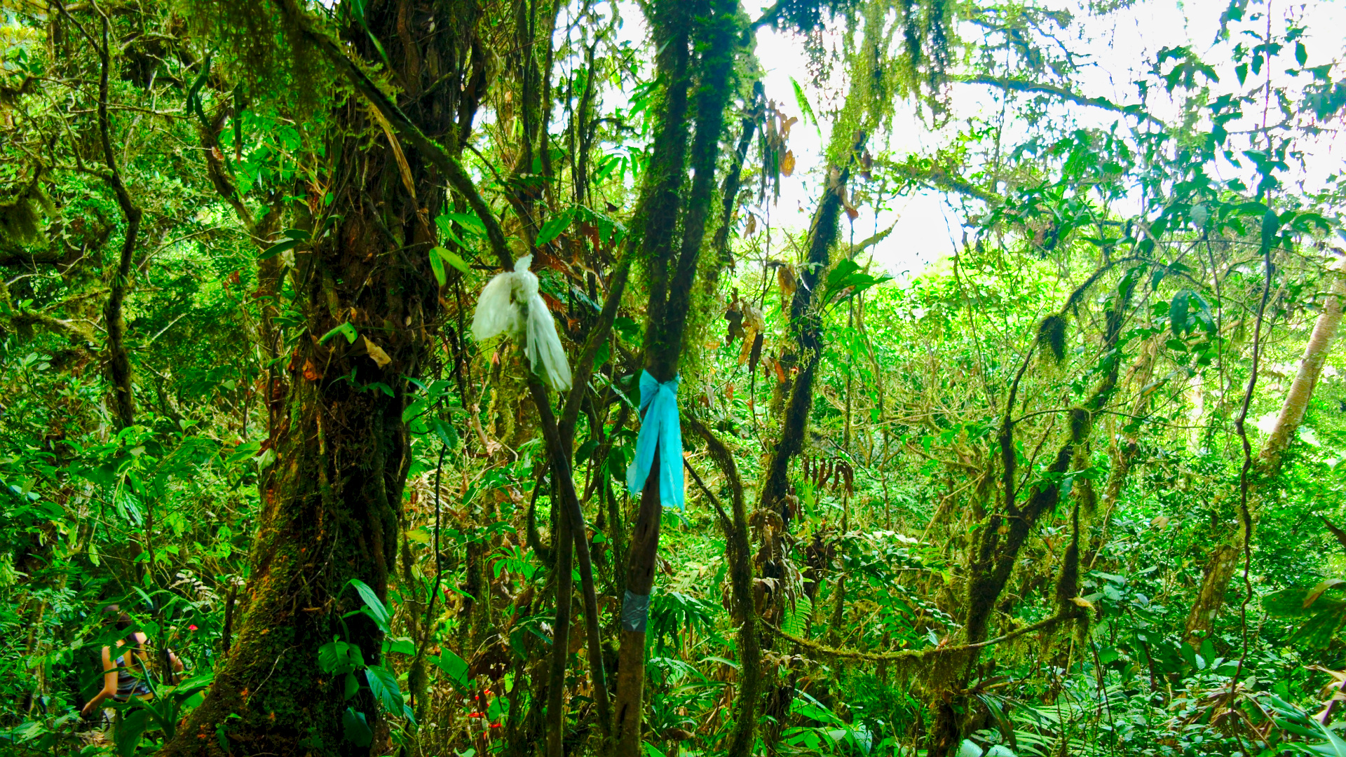 Plastic rags indicating the way