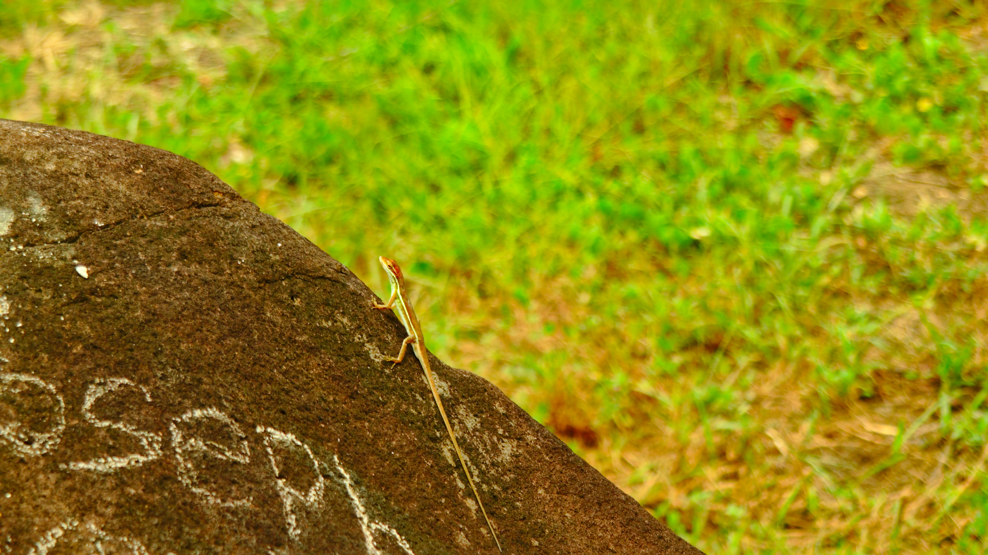 A small lizard greeting us at the entrance