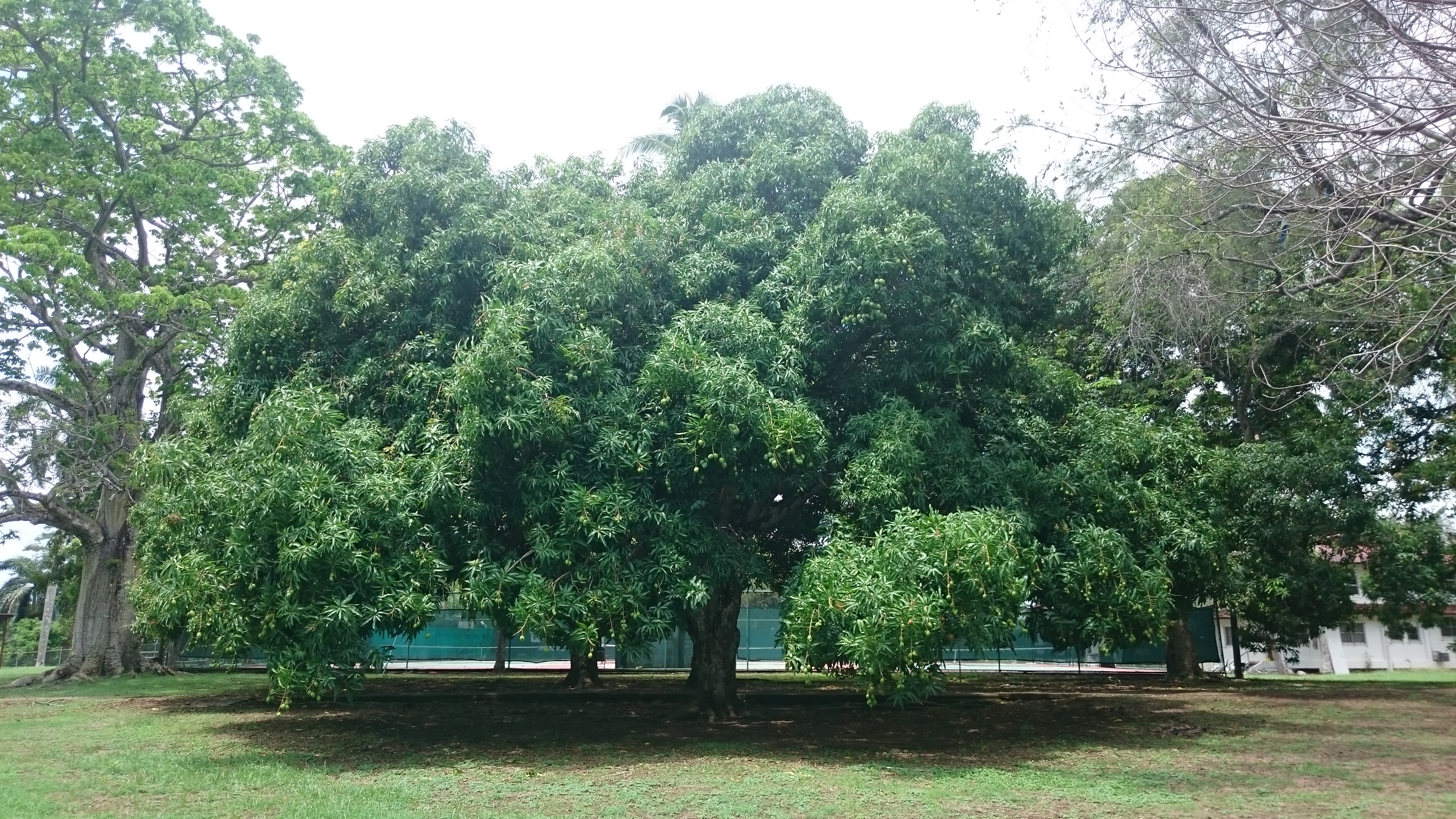 A giant mango tree