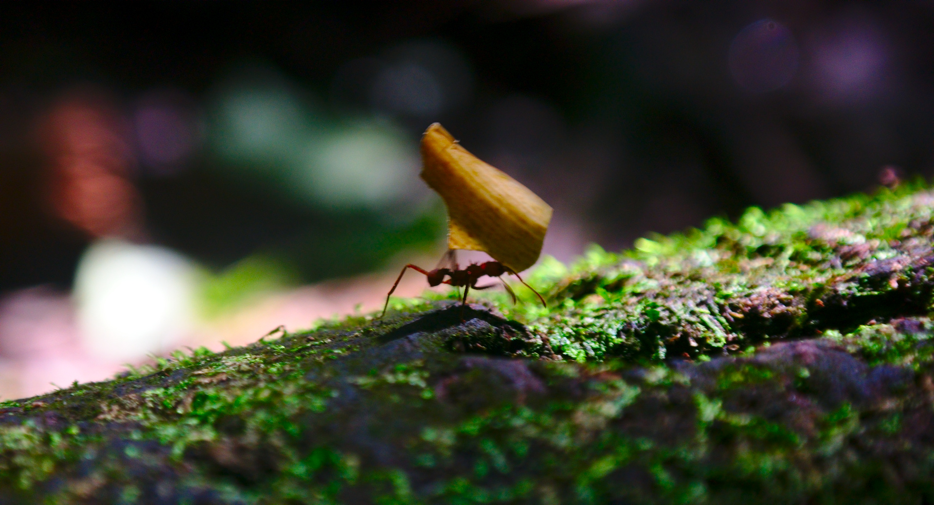 Fascinating little creatures.