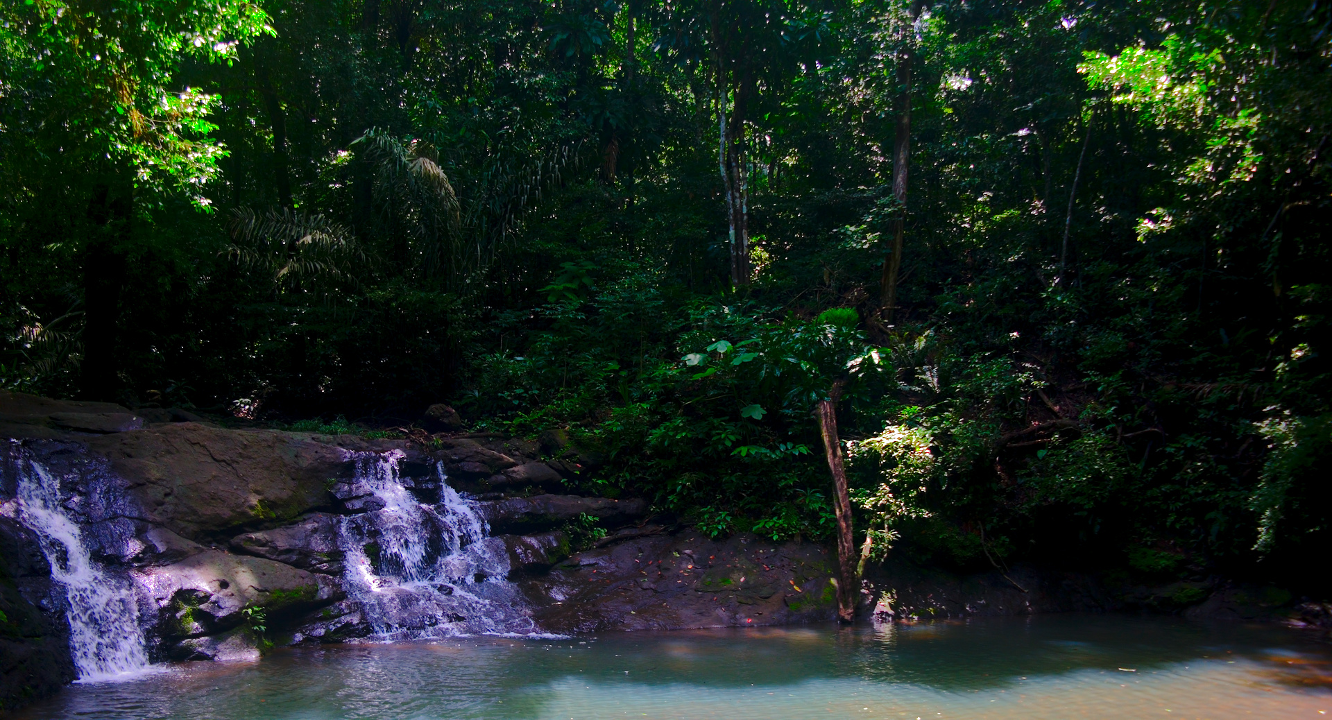 Amazing rain forest views