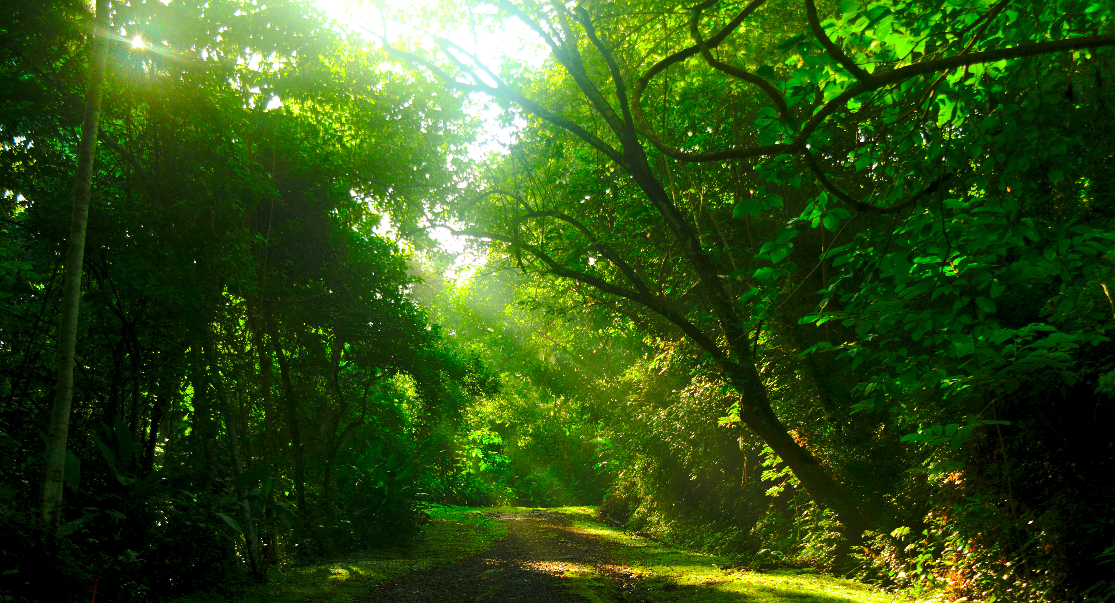 Light Breaking through the Trees