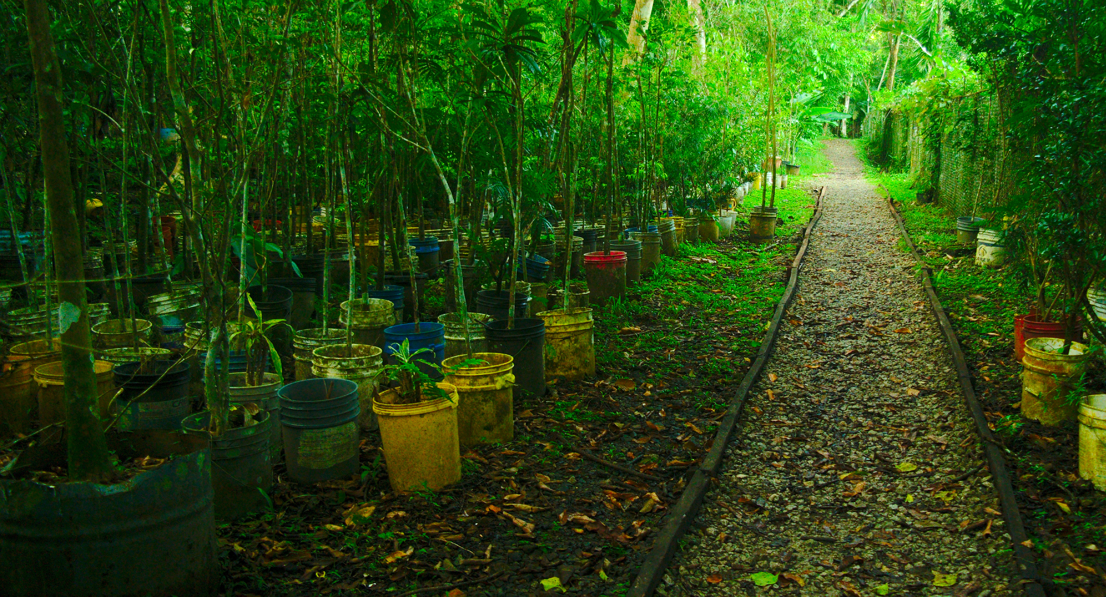 Trees Growing in Earth Buckets