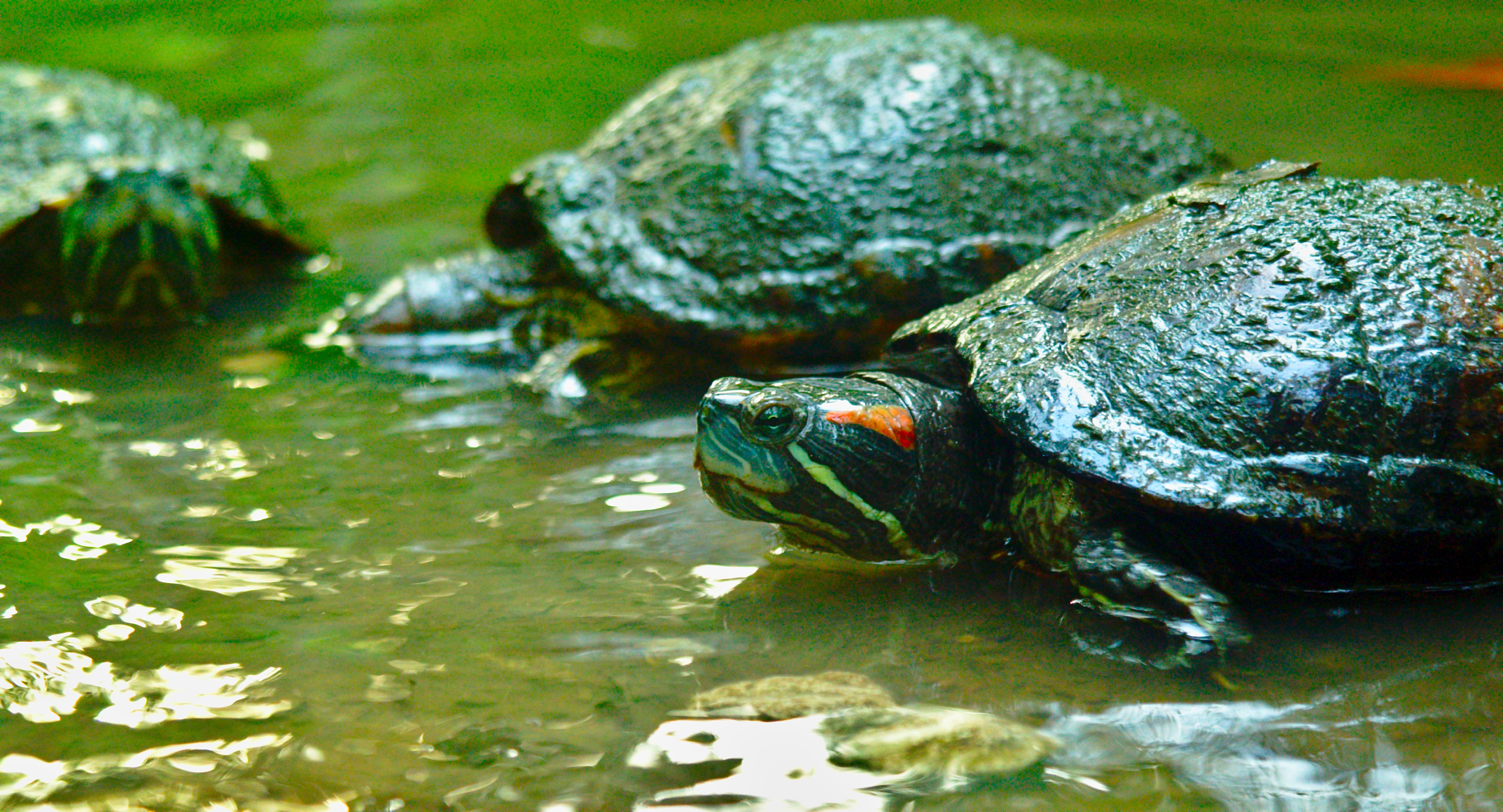 Turtles in the Water